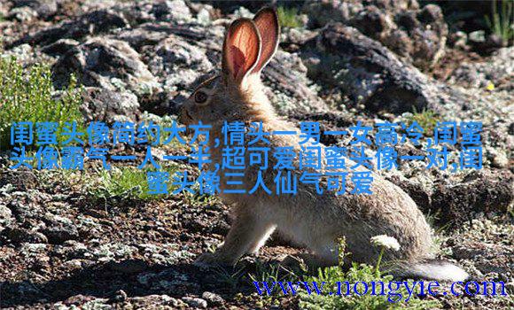 唯美森系闺蜜头像一对